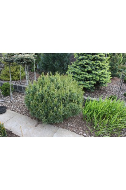 Дорослий кущ сосні Tiny Curls у саду серед декоративних рослин. 